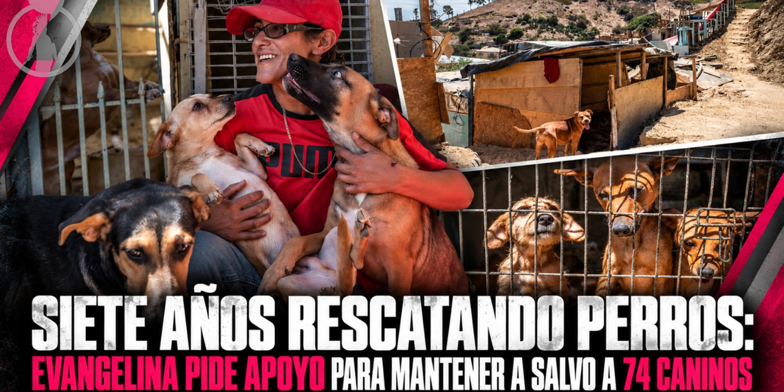 Siete años rescatando perros: Evangelina pide apoyo para mantener a salvo a 74 caninos