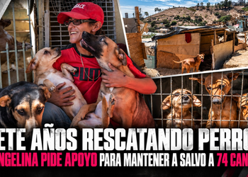 Siete años rescatando perros: Evangelina pide apoyo para mantener a salvo a 74 caninos