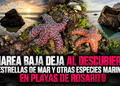Marea baja deja al descubierto estrellas de mar y otras especies marinas en Playas de Rosarito