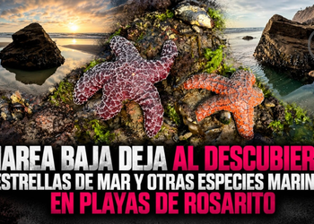 Marea baja deja al descubierto estrellas de mar y otras especies marinas en Playas de Rosarito