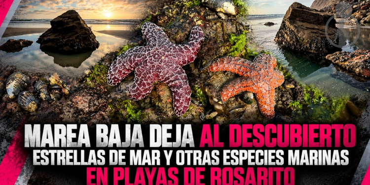 Marea baja deja al descubierto estrellas de mar y otras especies marinas en Playas de Rosarito