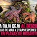Marea baja deja al descubierto estrellas de mar y otras especies marinas en Playas de Rosarito