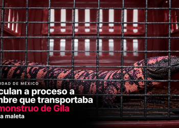 Vinculan a proceso a hombre que transportaba un monstruo de Gila en una maleta